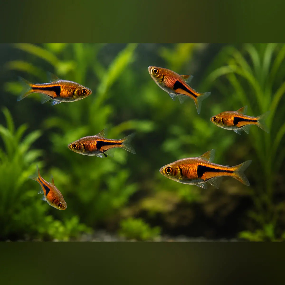 Espei Rasbora (School of 6)