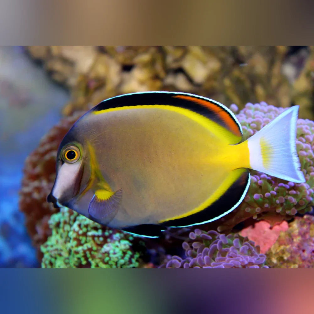 Colorful fish swimming among corals in an aquarium setting