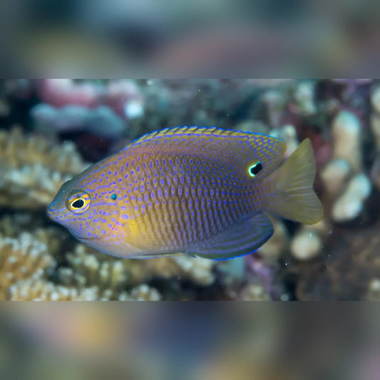 Princess Damselfish