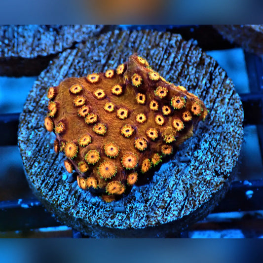 Pumpkin Patch Cyphastrea