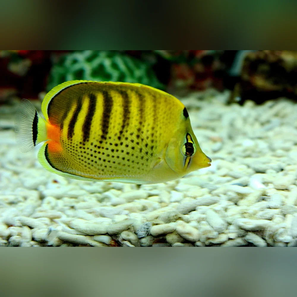 Punctado Butterflyfish with black stripes swimming in an aquarium with white gravel and green plants.