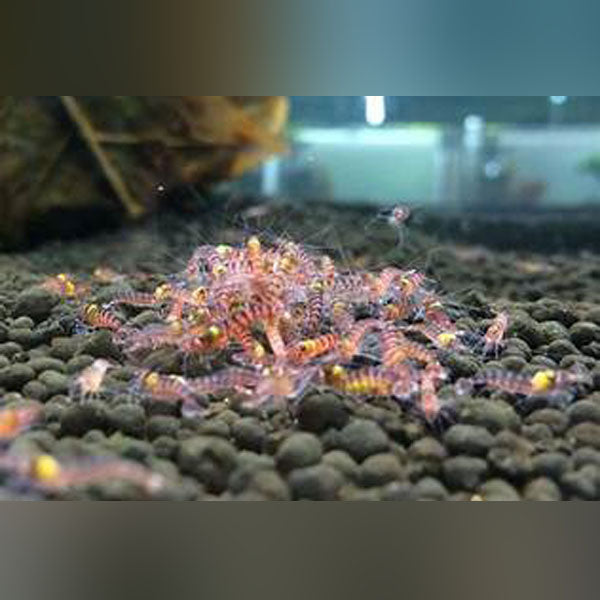 Purple Crystal Shrimp (colony of four)