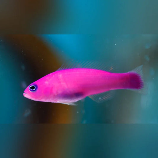 Purple Dottyback