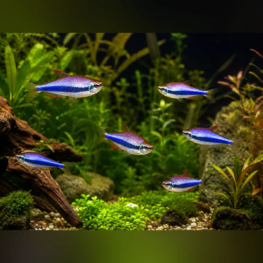 Purple Emperor Tetra (School of 6)