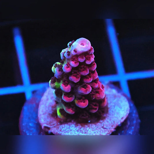 Purple Planet Acropora