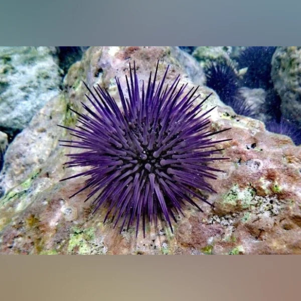 Purple Urchin