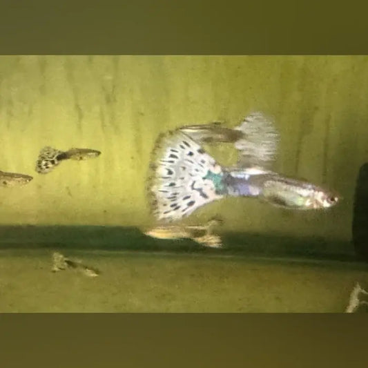 Purple Variegated Guppy (Pair)