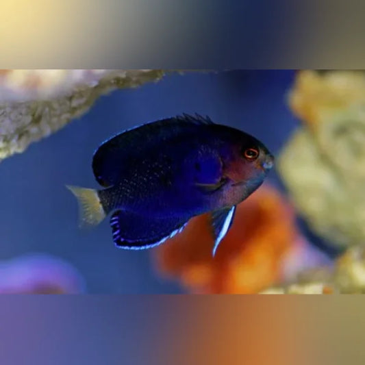 Pygmy Angelfish with red eye in an aquarium setting