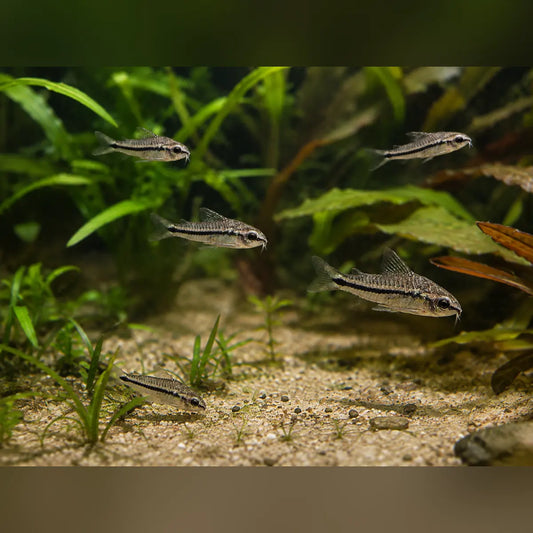 Pygmy Cory (Gang of 5)