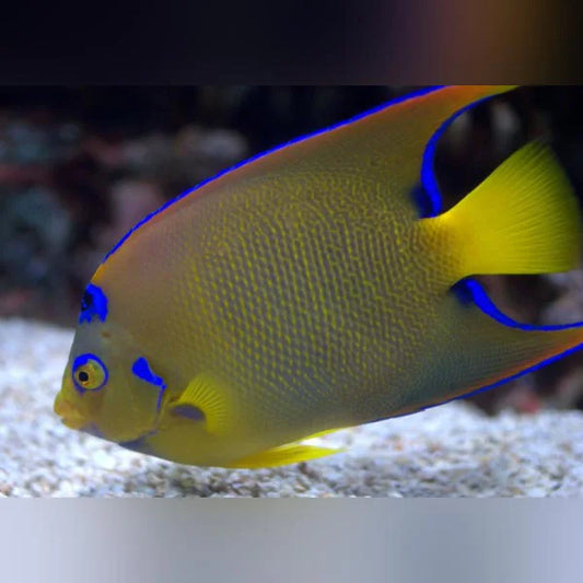 Colorful fish with blue and yellow colors in an aquarium setting.