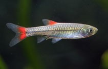 Red Fin Rasbora – AquariumFish.com