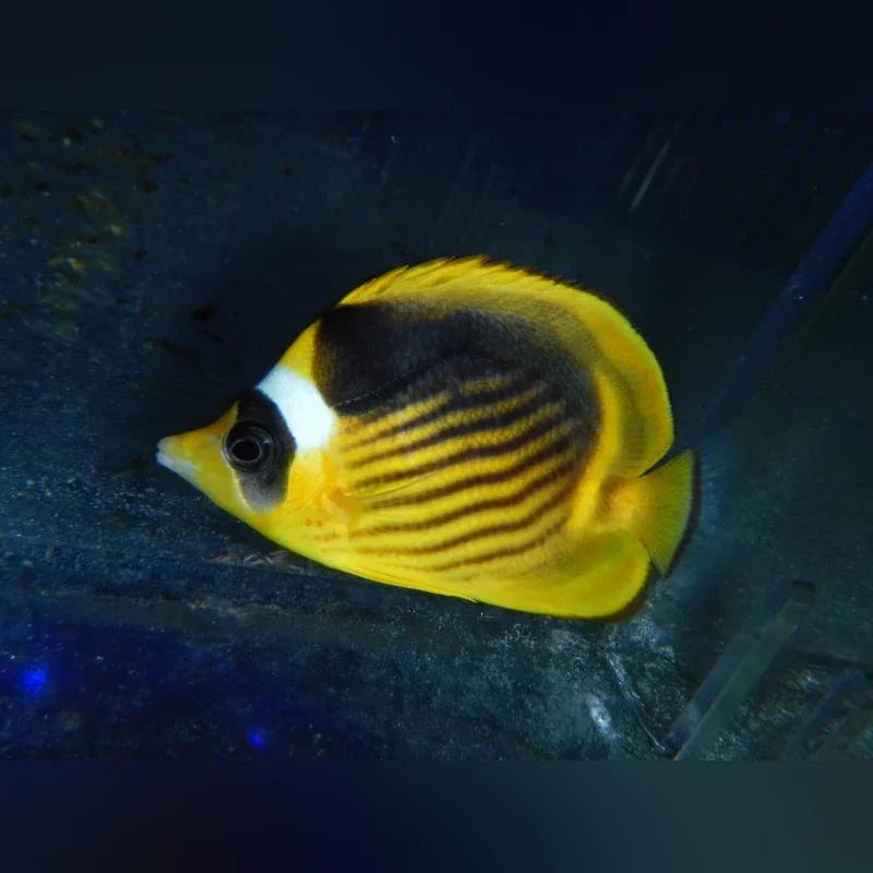 Yellow and black striped Raccoon Butterflyfish swimming in an aquarium with a dark background