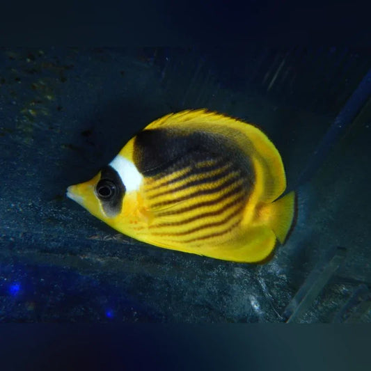 Yellow and black striped Raccoon Butterflyfish swimming in an aquarium with a dark background