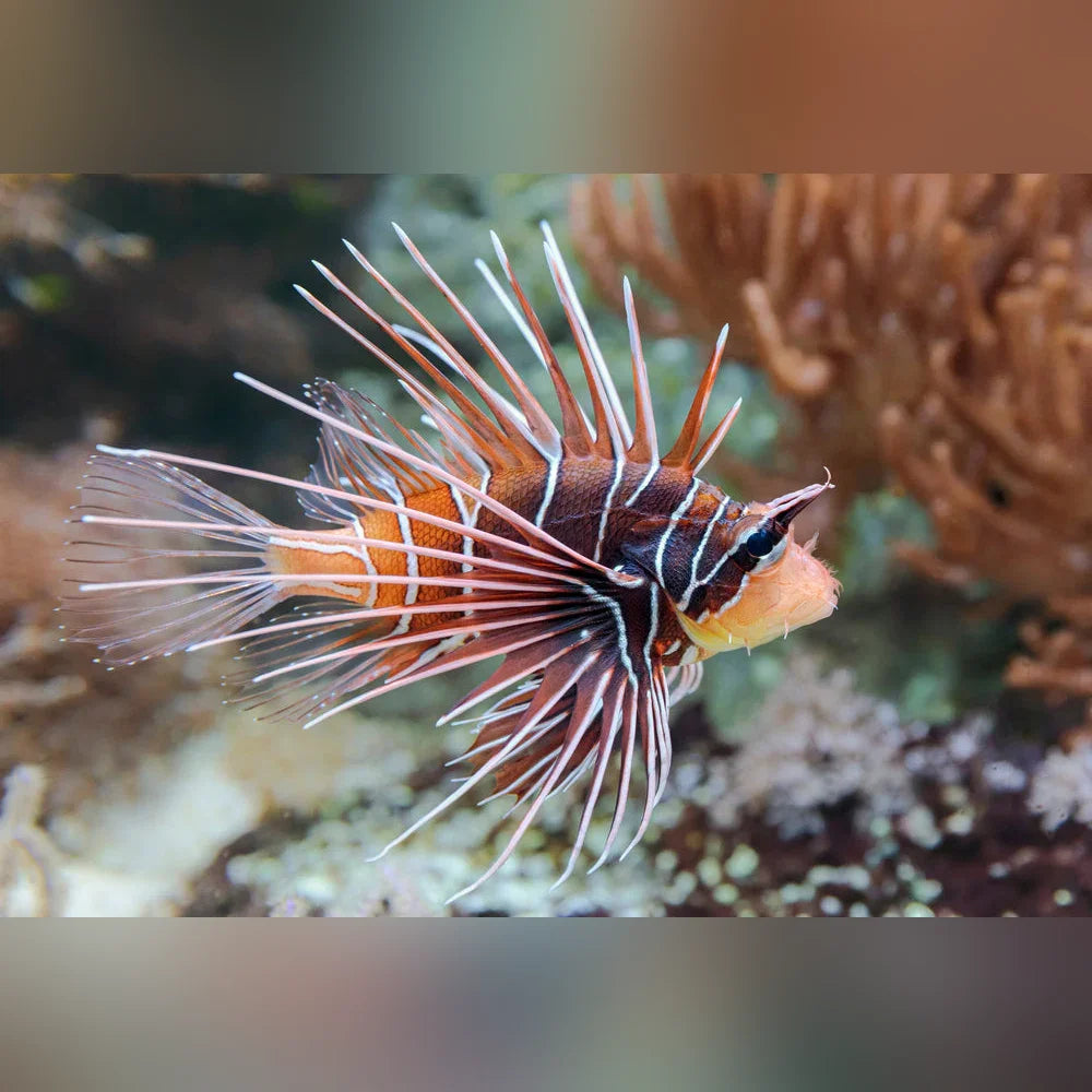 Radiata Lionfish