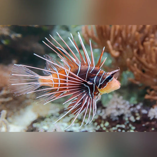 Radiata Lionfish