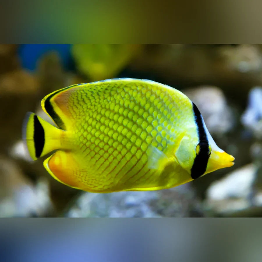 Yellow butterflyfish with black stripes on a blurred underwater background
