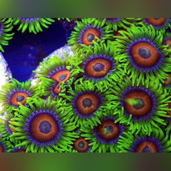 Rainbow Coral Polyp