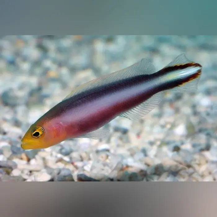 Rainbow Dottyback