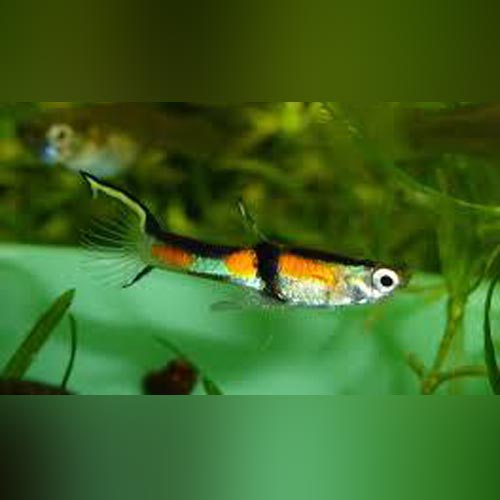 Rainbow Endler - Male