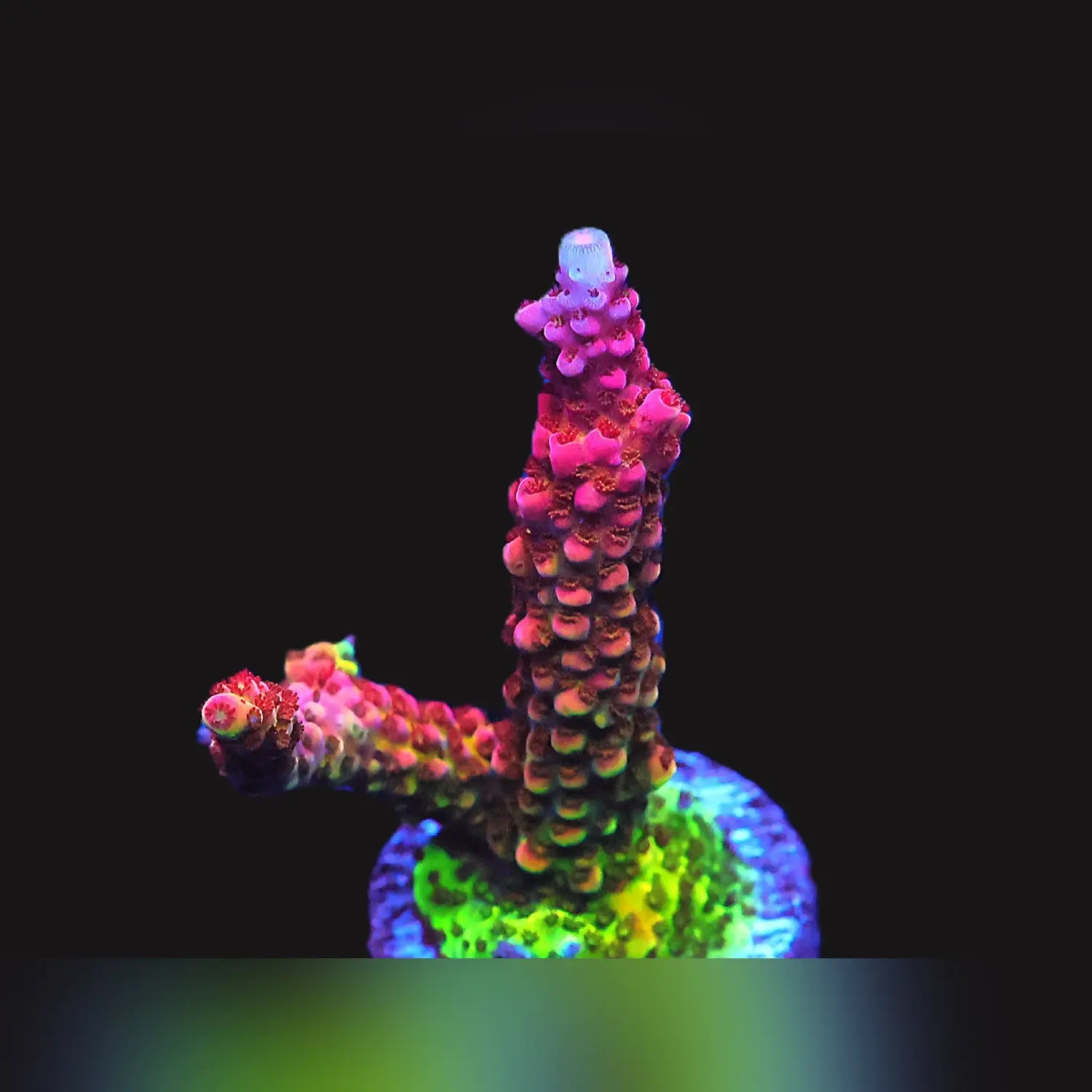 Rommals Rainbow Rommels Acropora for Sale | Purple, Green, and Red Plate ...