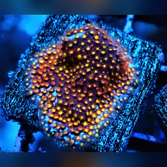 Rainbow Stylocoeniella