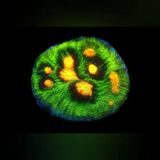 Raja Rampage Chalice