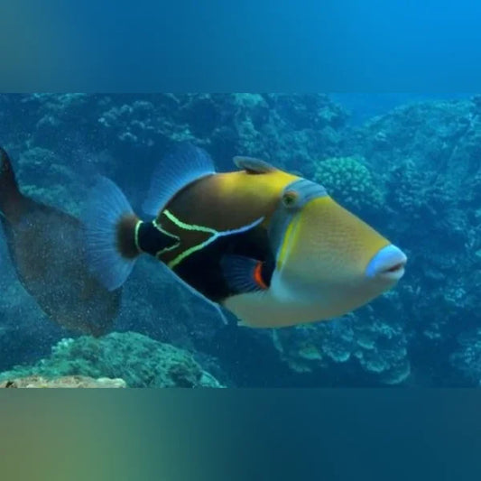 Colorful fish swimming in clear blue water with coral reef