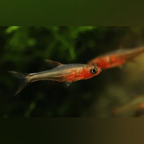 Red Axelrodi Rasbora