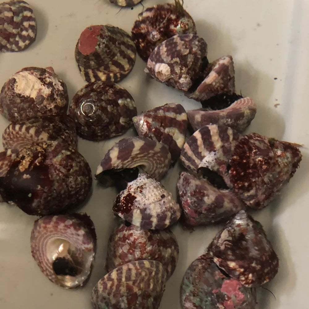 Red Banded Trochus Snail