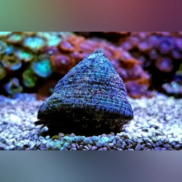 Red Banded Trochus Snail