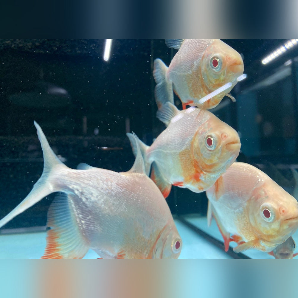 Pocou Fish Red Belly Pacu Albino – AquariumFish.com