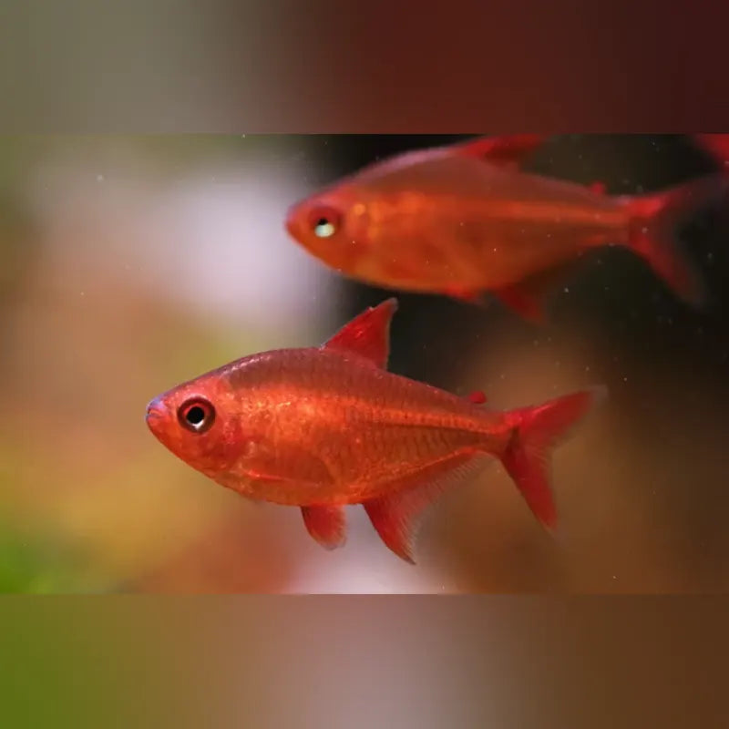 Red Cherry Tetra