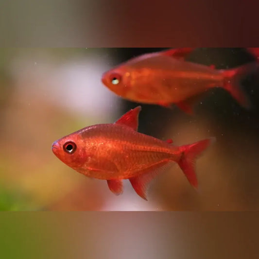 Red Cherry Tetra