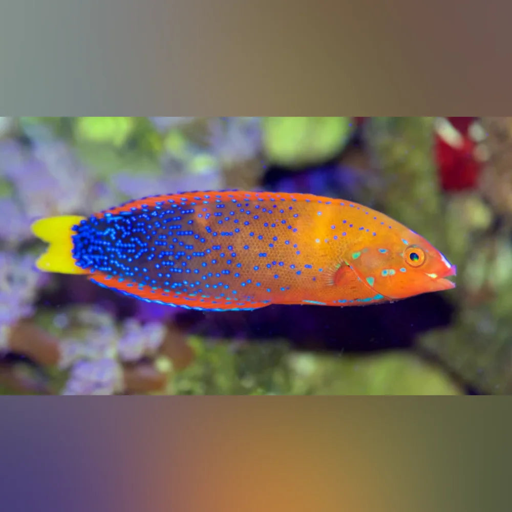 Red Coris Wrasse
