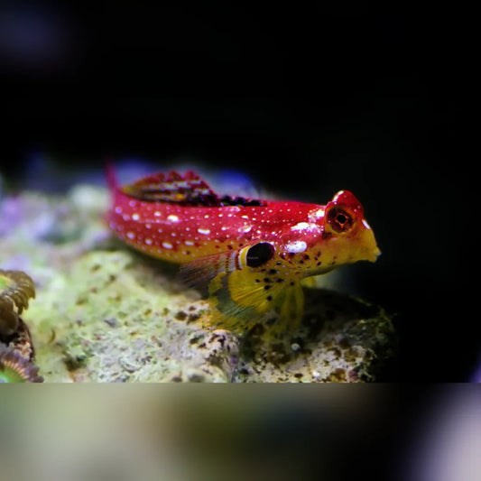 Red Dragonet Blenny