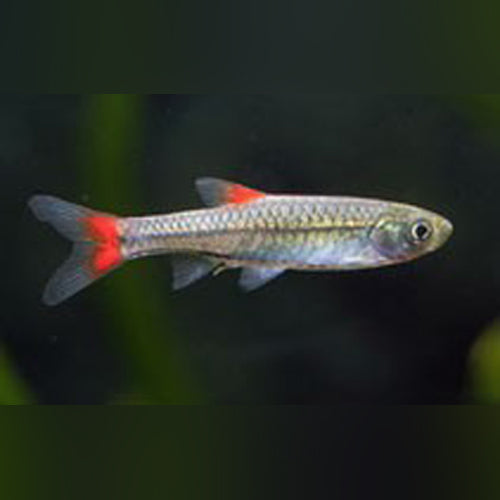 Red Raspitora Fish Red Fin Rasbora – AquariumFish.com