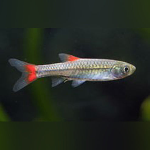 Red Fin Rasbora – AquariumFish.com