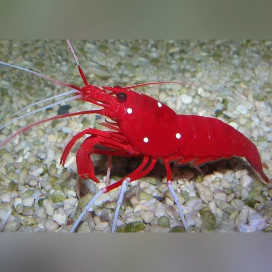 Red shrimp with white spots on a gravelly substrate
