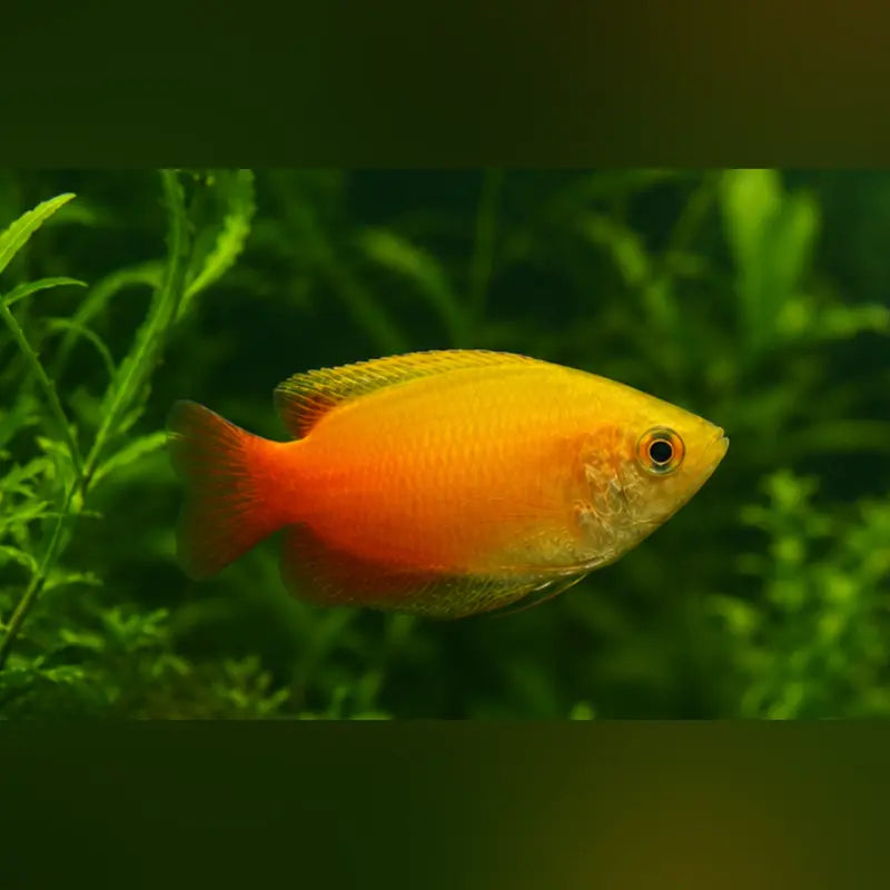 Red Gold Honey Dwarf Gourami for sale – AquariumFish.com