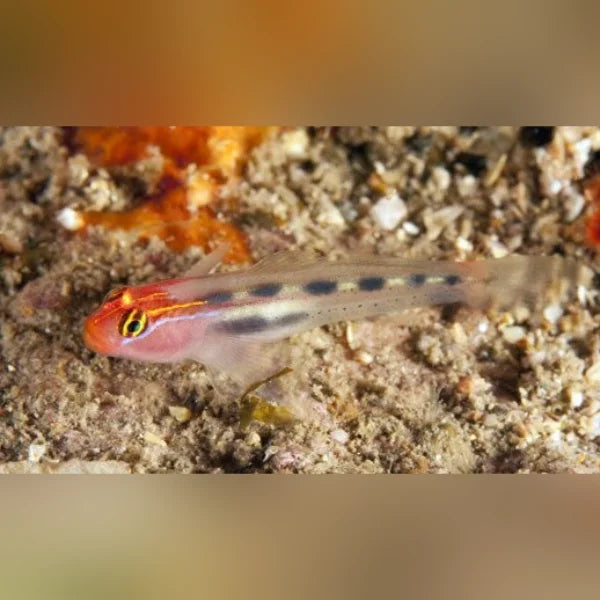 Ruby Goby Red Head Goby For Sale | Nano & Reef Safe Cleaner Fish – AquariumFish.com