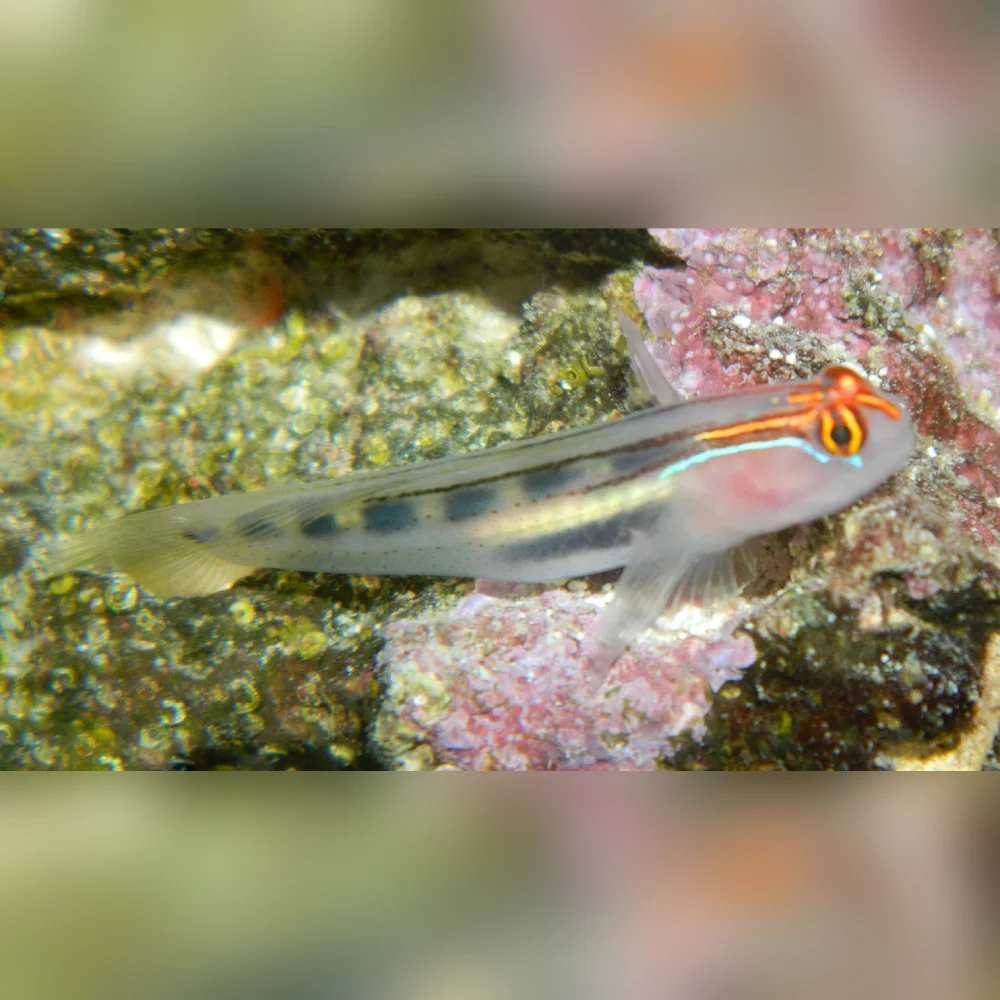 Ruby Goby Red Head Goby For Sale | Nano & Reef Safe Cleaner Fish – AquariumFish.com