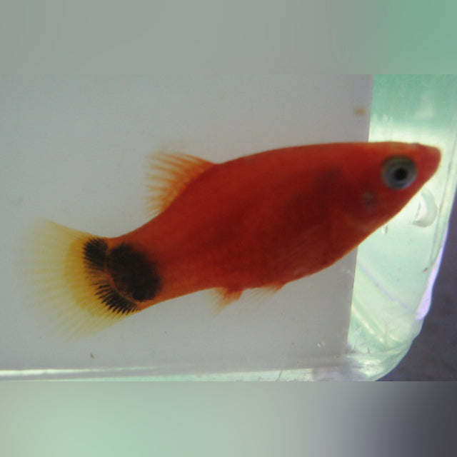 Red Mickey Mouse Platy (clubhouse of 4)