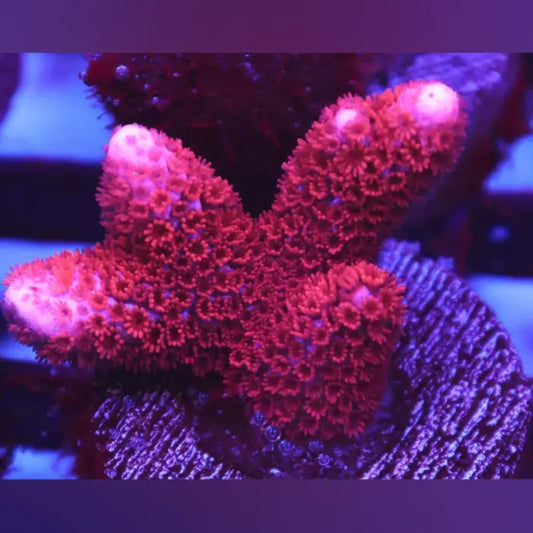Red Montipora Digitata