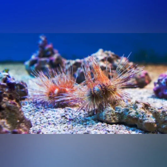 Close-up of Red Needle Urchin on a coral reef with a blue background