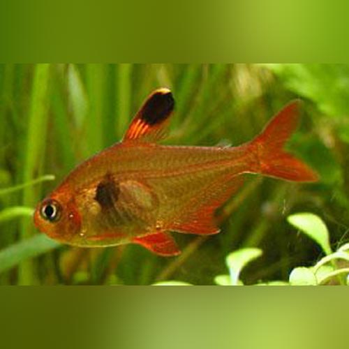 Red Phantom Tetra (school of 6) – AquariumFish.com