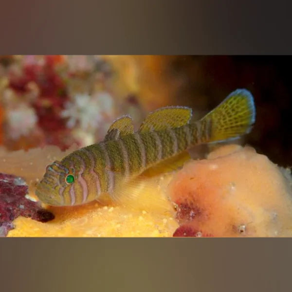 Colorful striped fish swimming among coral and sea plants