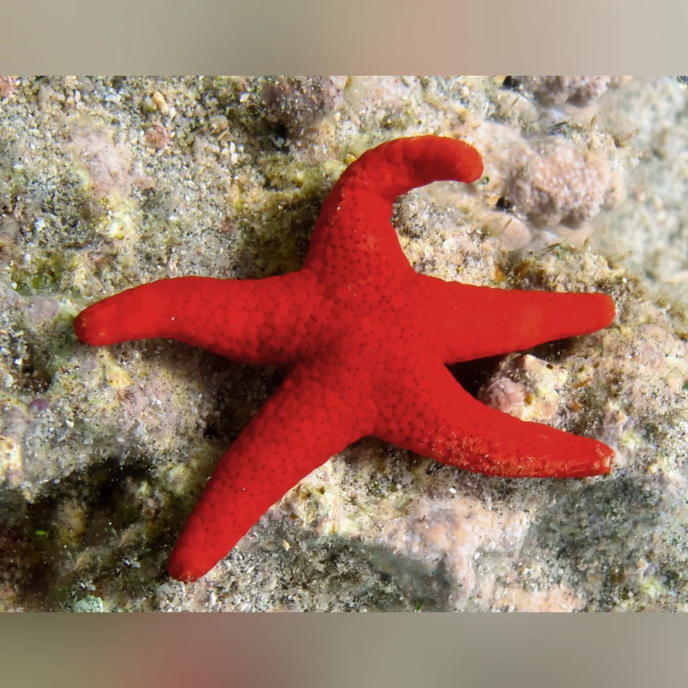 Red starfish on a rocky underwater background
