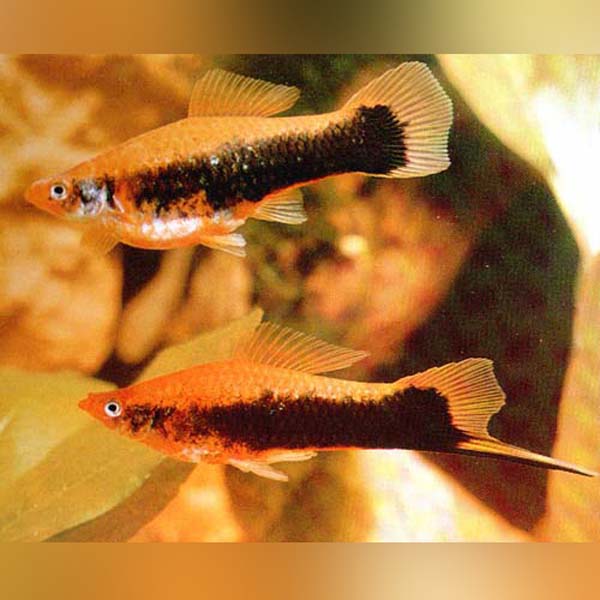 Red Tuxedo Swordtail