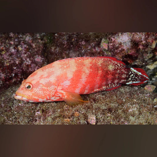 Red V-Tail Grouper