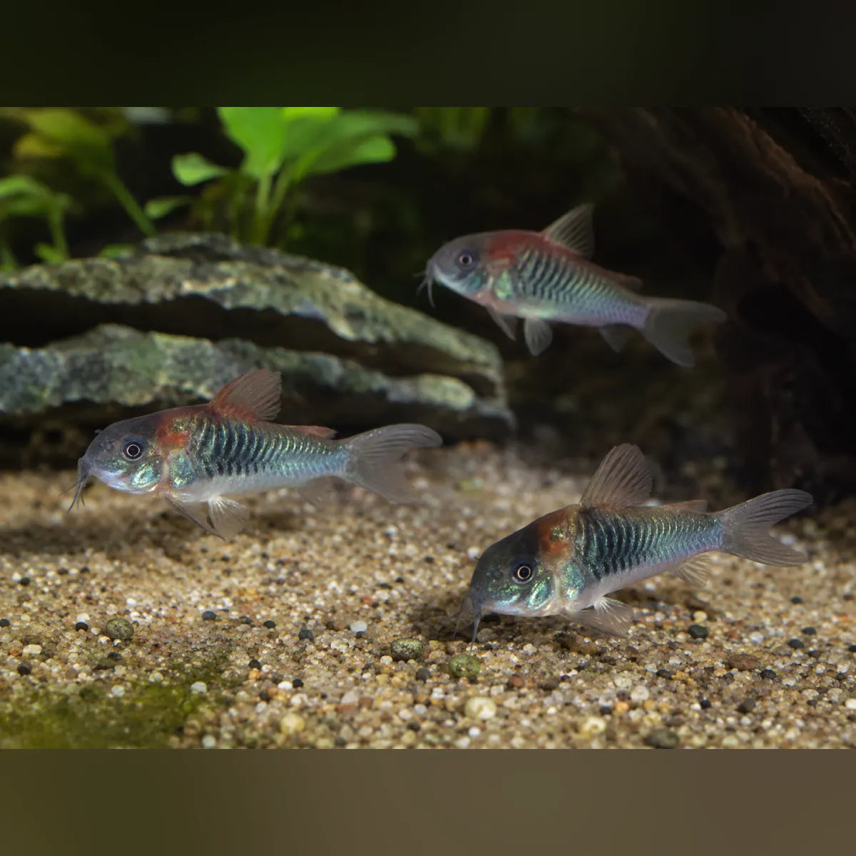Red Venezuelan Sailfin Cory (Gang of 3)